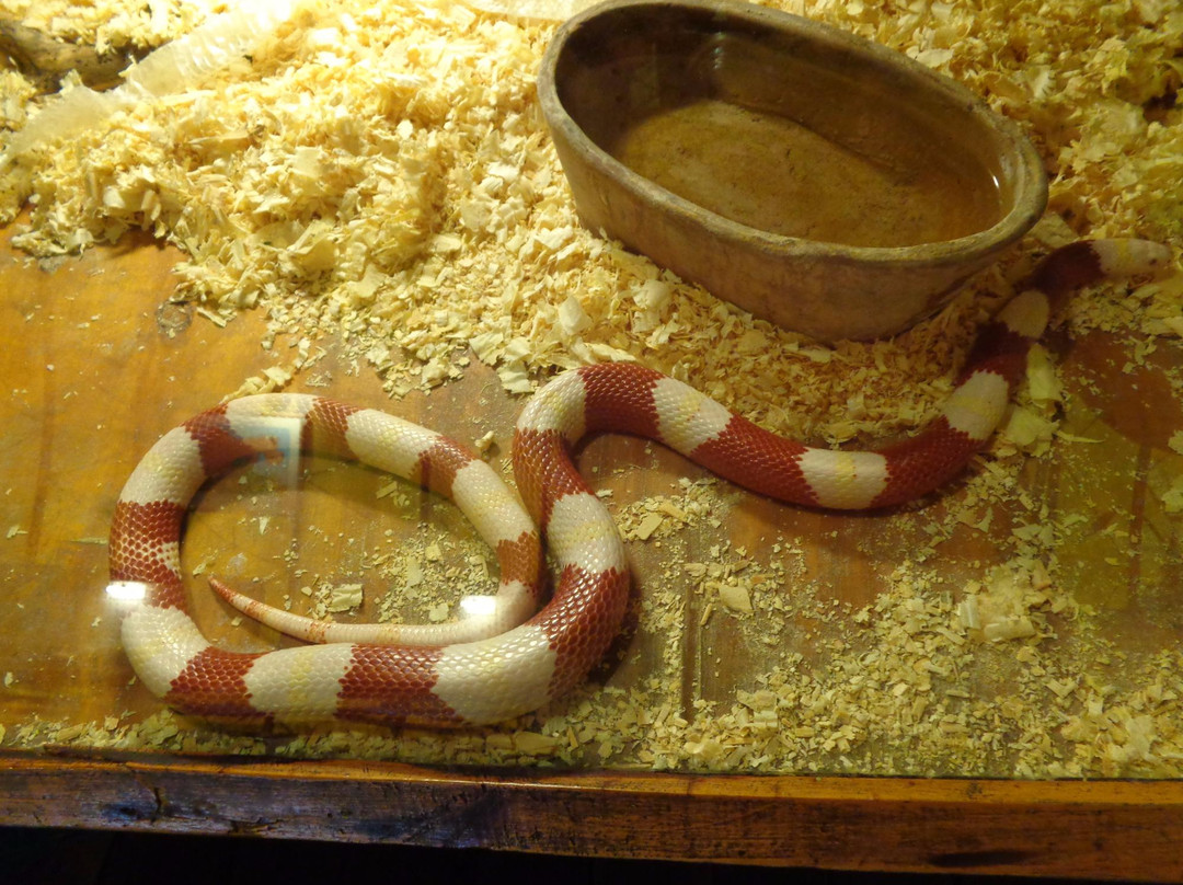 Zoologico Serpentario Mendoza景点图片