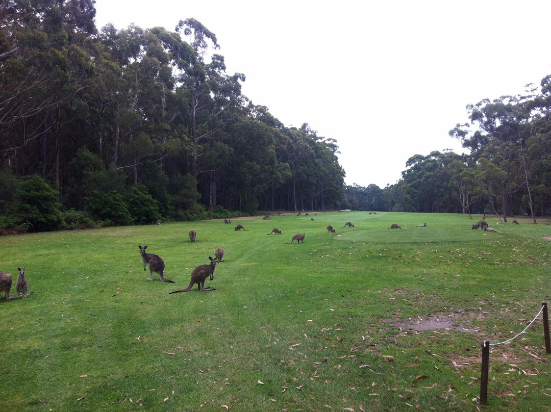 Pambula Merimbula Golf Club景点图片