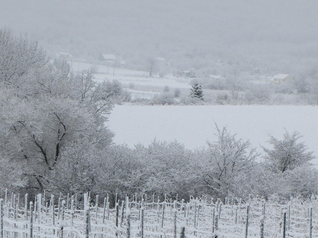 Sainte-Famille Wines Limited-Falmouth必去景点