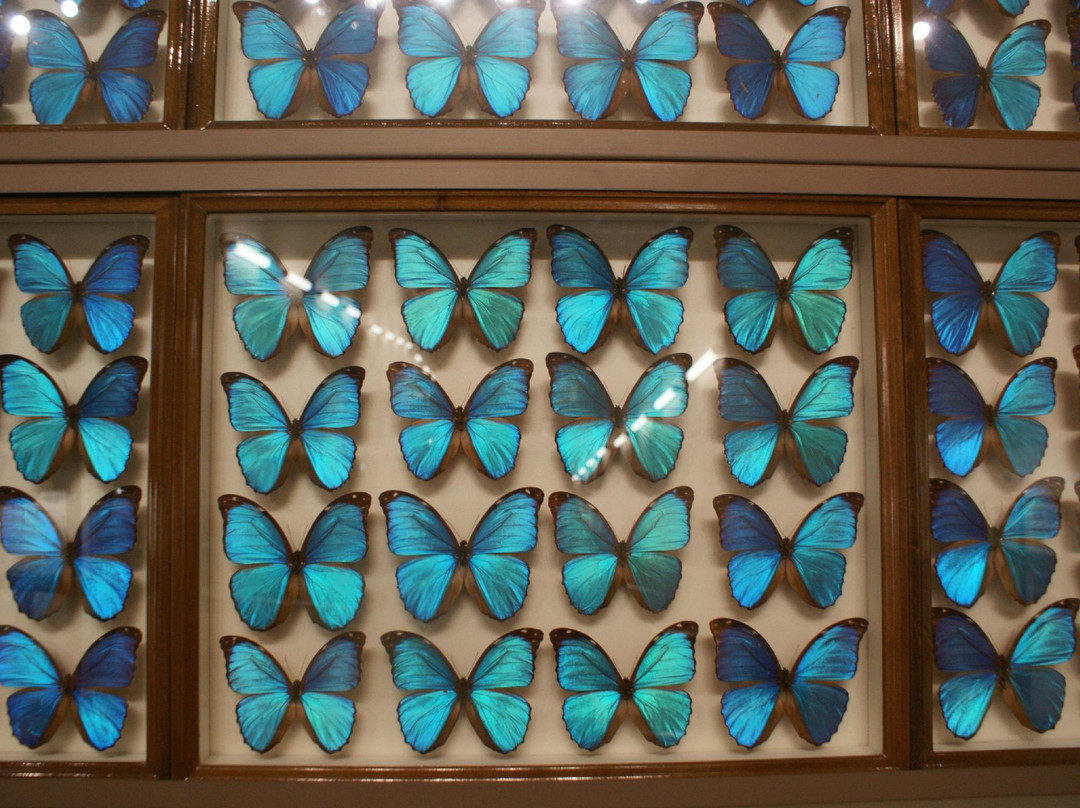 Kobuchisawa Insect Art Museum-北斗市必去景点