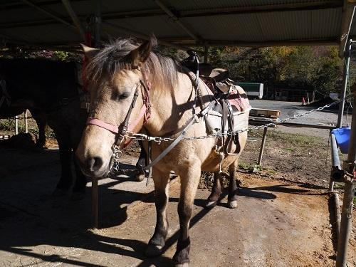 Koyodai Kiso Horse Ranch景点图片