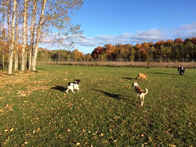 Sister Bay Dog Park-锡斯特贝必去景点