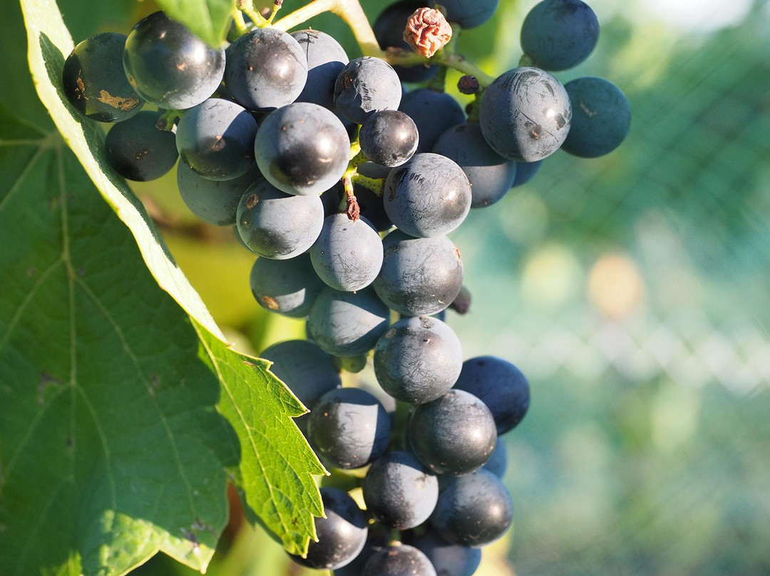 Fox Fire Farms Winery-Ignacio必去景点