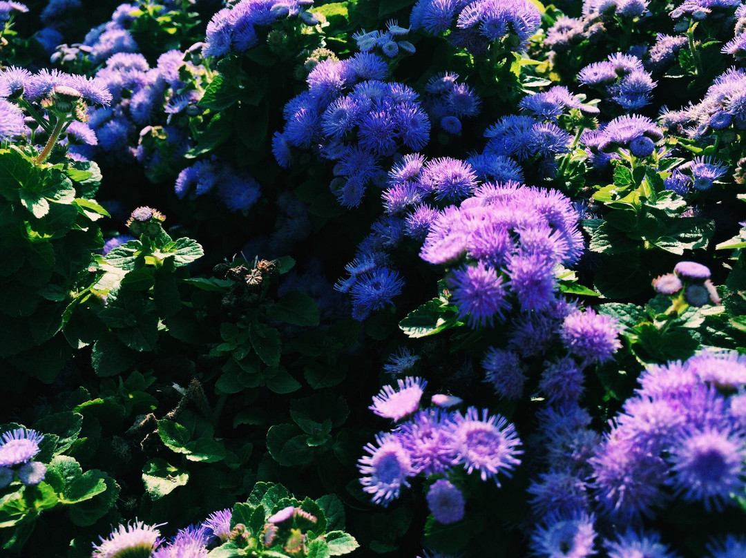 Nikita Botanical Gardens-Nikita必去景点