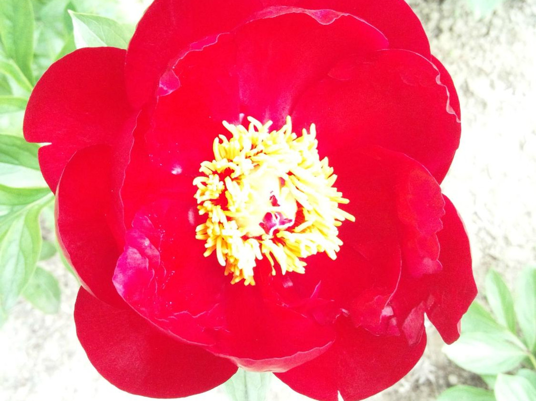 Mobara Peony Garden-茂原市必去景点