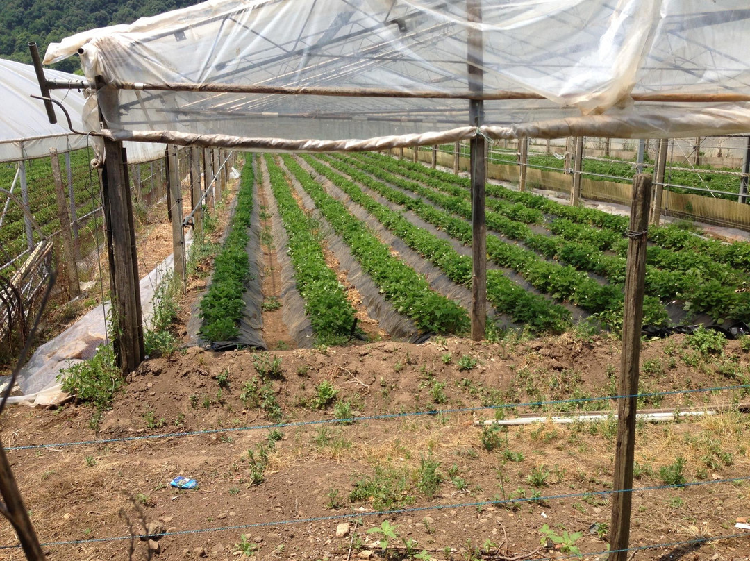 Azienda Il Giardino di Diana-Nemi必去景点