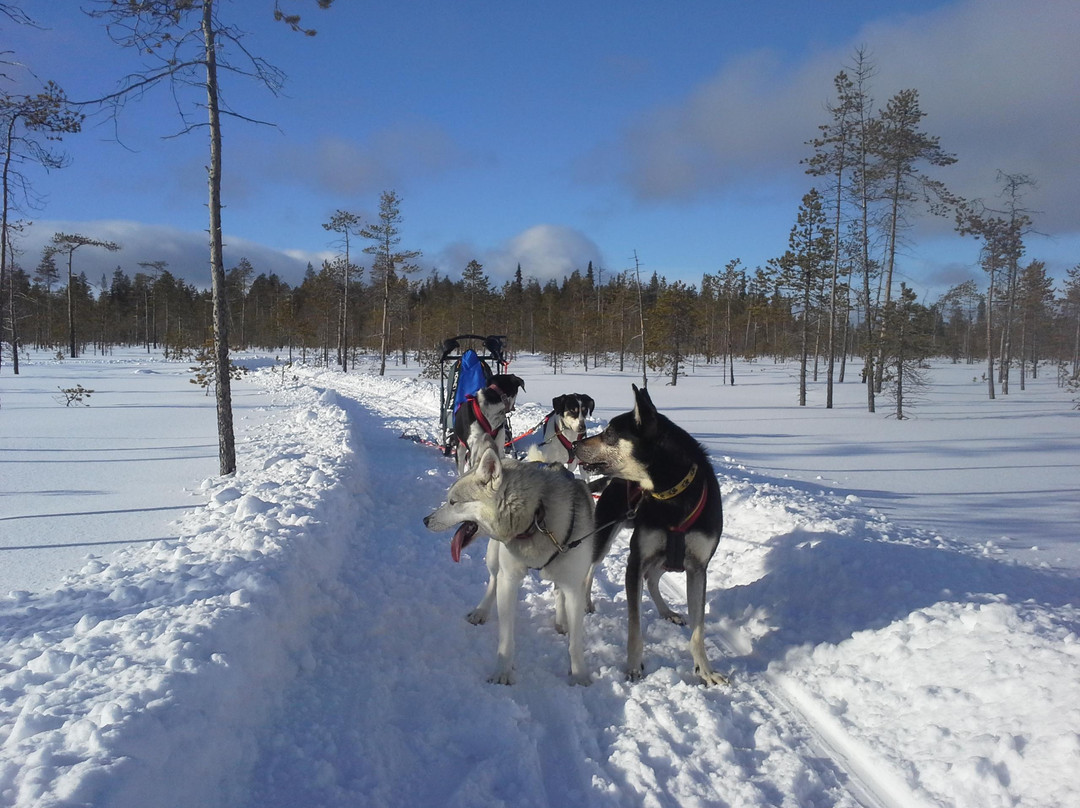 All Huskies