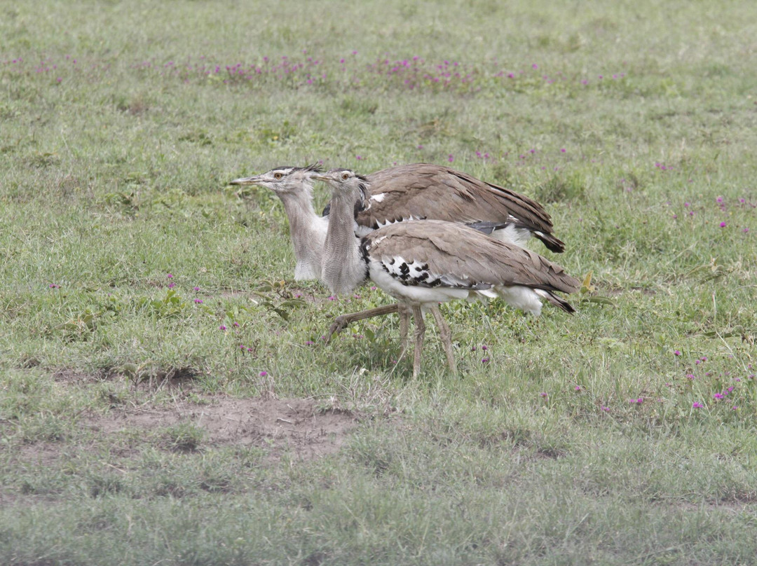 Birding Ecotours景点图片
