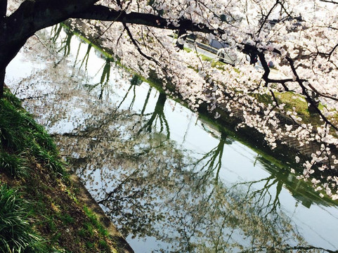 Cherry Trees along the Gojo River bank-岩仓市必去景点