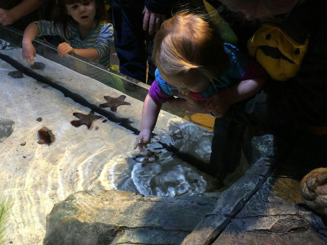 SEA LIFE Michigan Aquarium-奥本山必去景点
