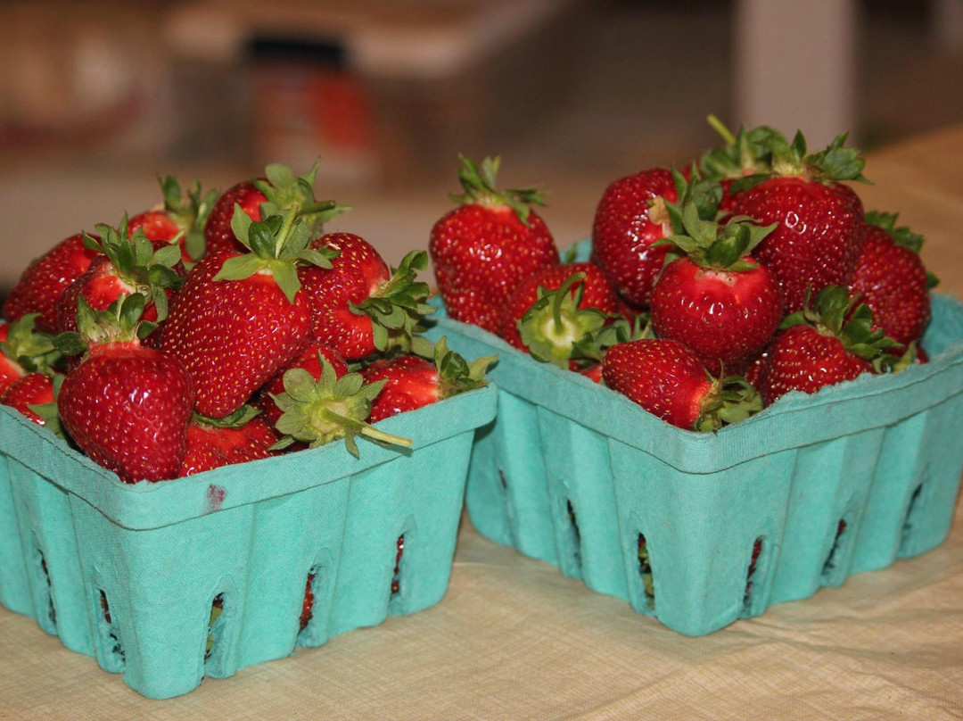 Wise Acres Organic Strawberry Farm-Indian Trail必去景点