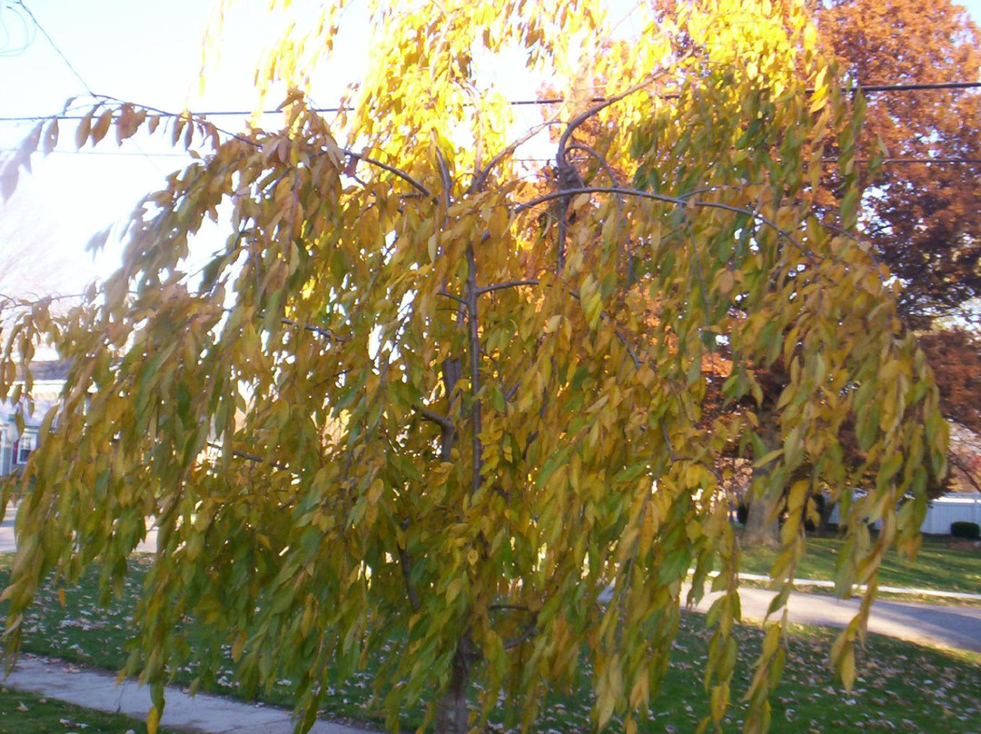 Burch Park景点图片