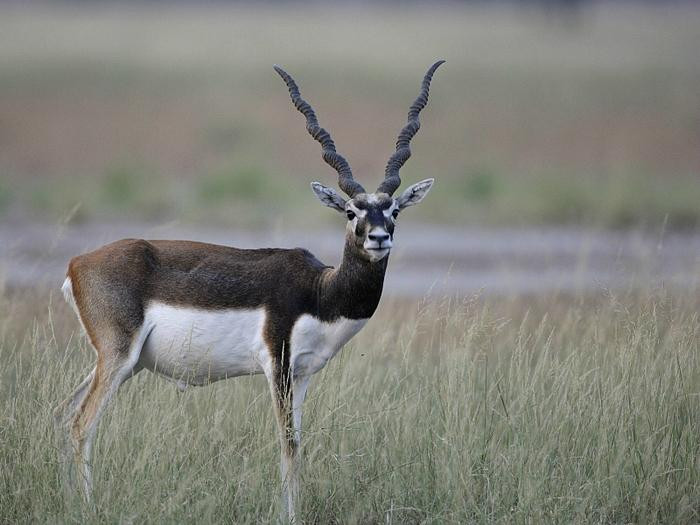 Pranahita Wildlife Sanctuary景点图片
