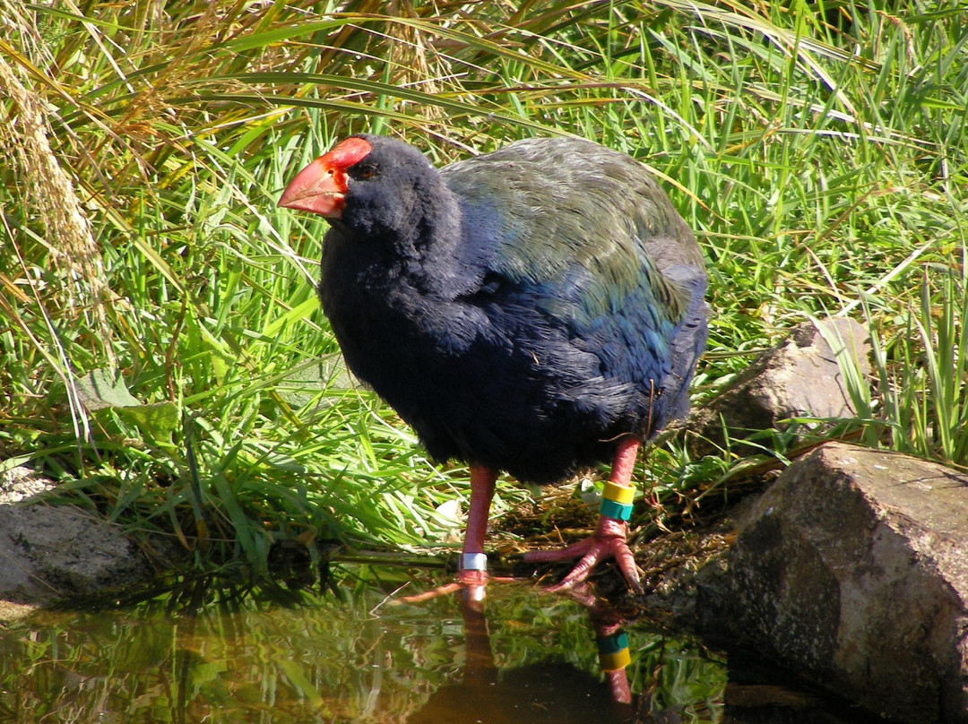 Exploring New Zealand-Port Chalmers必去景点