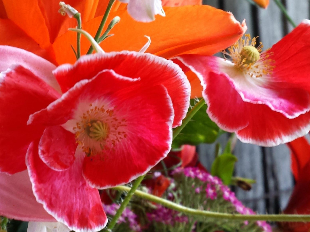 Fields Of Flowers景点图片