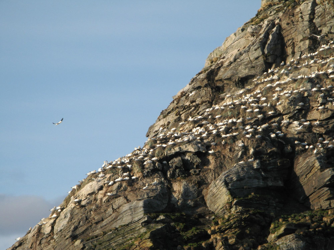 Gjesvaerstappan Nesting Cliffs, Nordkapp景点图片