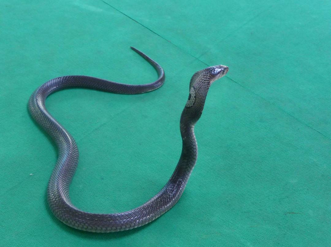Kathu Cobra Show-卡图必去景点