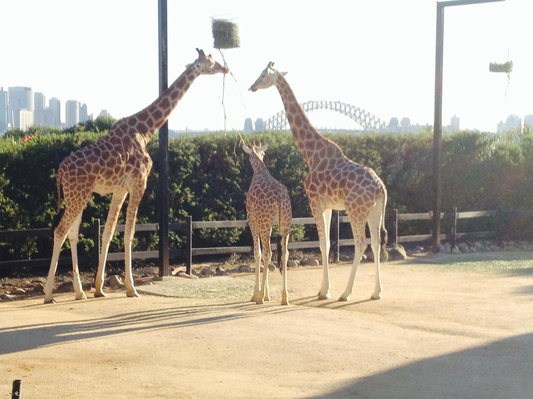 塔瑞噶野生动物园-莫斯曼必去景点