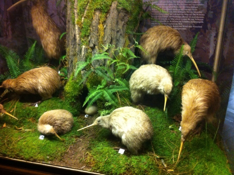 自然史博物馆-维也纳必去景点