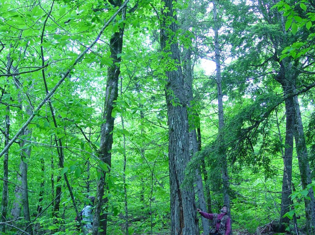Downeast Lakes Land Trust-Grand Lake Stream必去景点