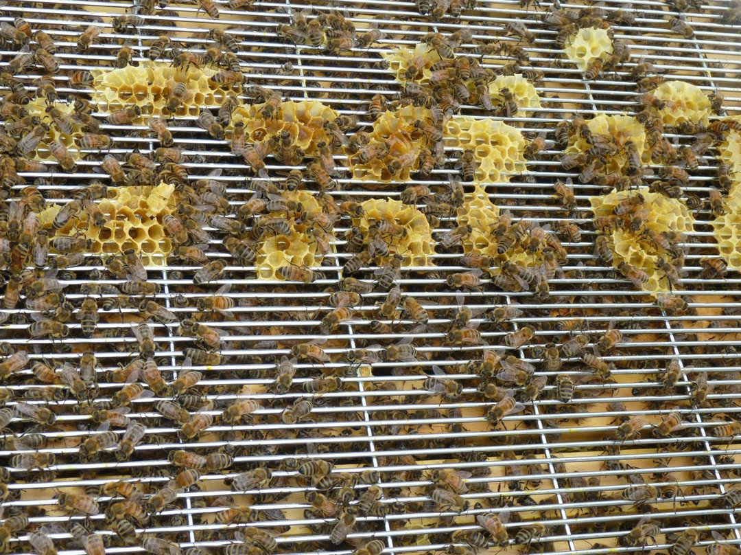 Bee Haven @ Paihia景点图片