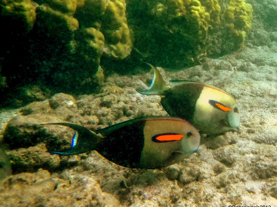 鲨鱼湾-Pupukea必去景点