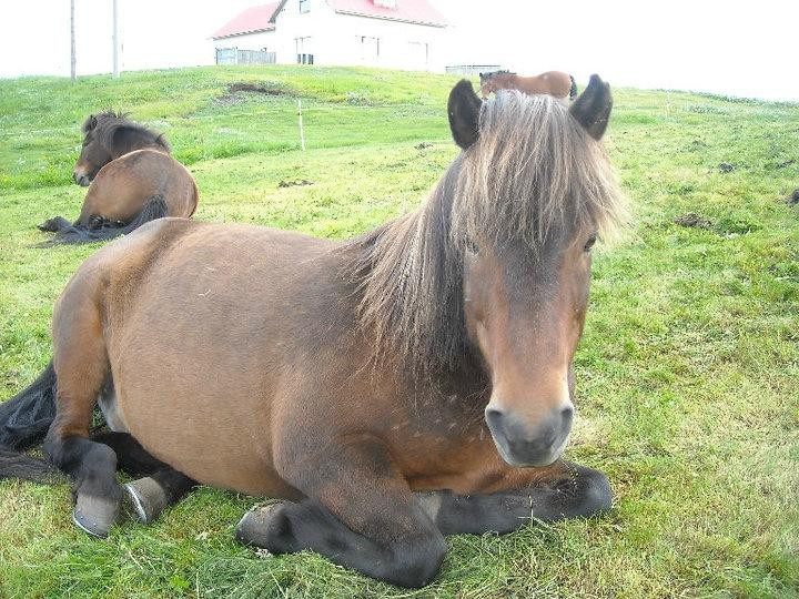 Safari Horse Rental-米湖必去景点