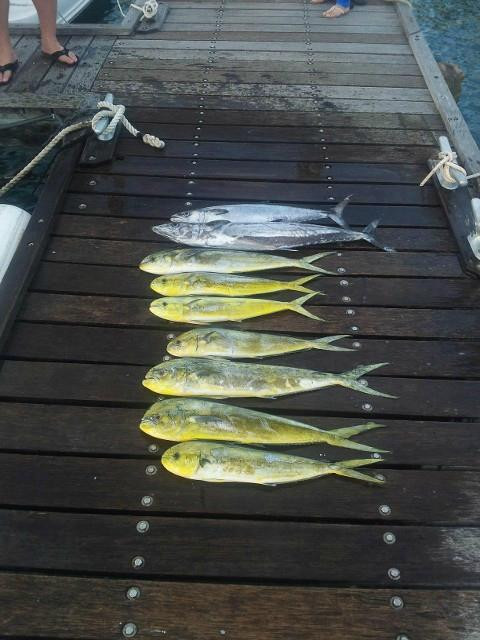 Mahi Mahi Fishing Tours - Private Charters-普拉塔港必去景点