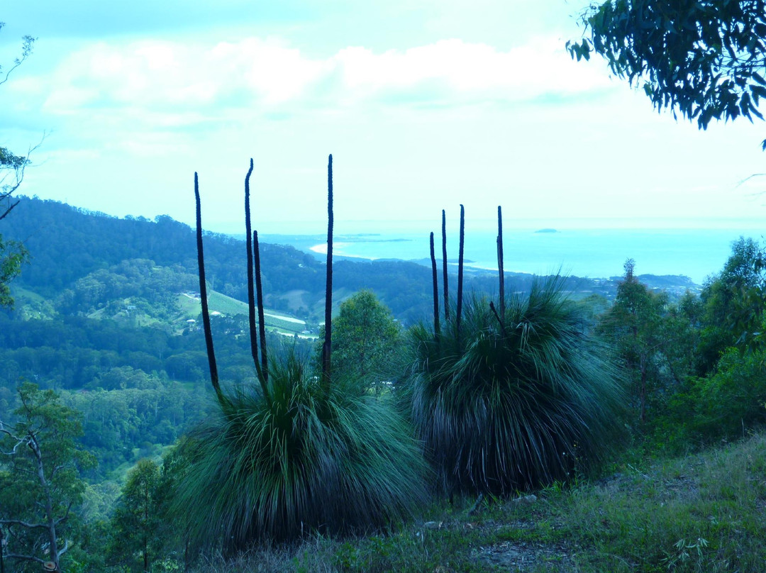 Bruxner Park Flora Reserve景点图片