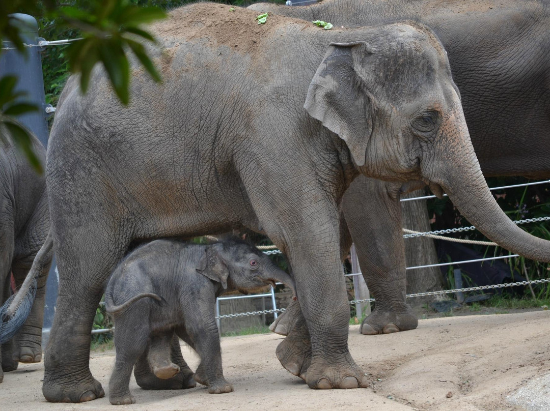 墨尔本动物园-墨尔本必去景点