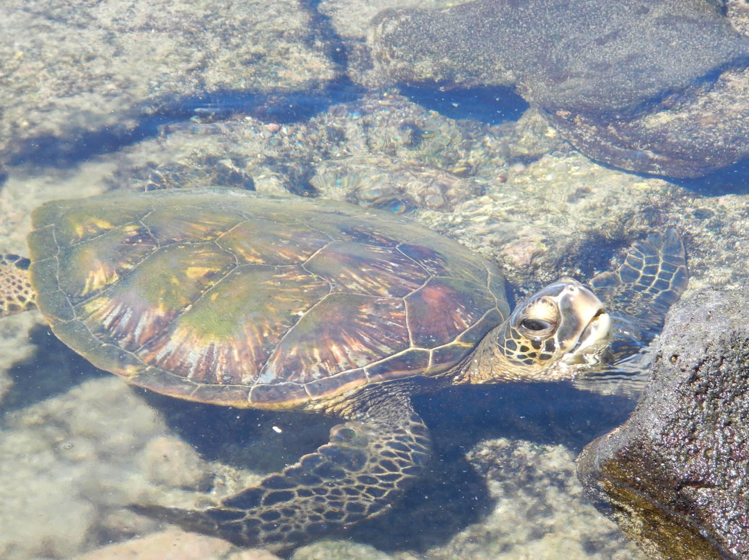 海滨公园-凯乌渥必去景点