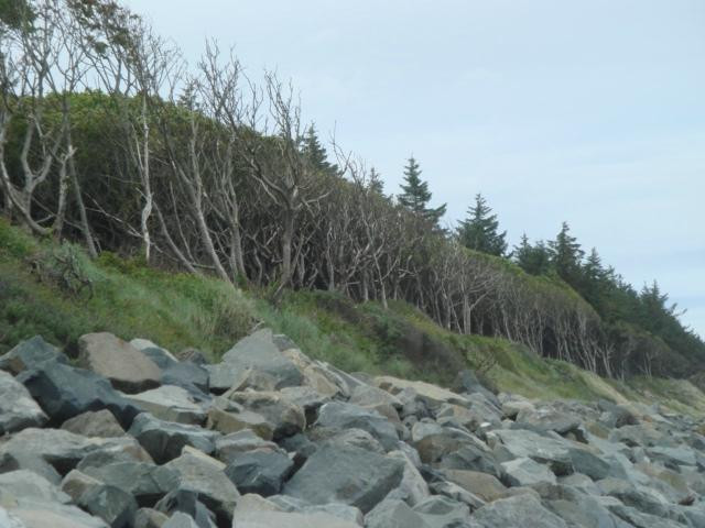 Courtown Woods-Gorey必去景点