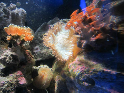 Istanbul Akvaryum-伊斯坦布尔必去景点