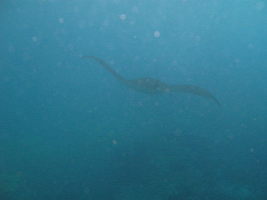 Bali Breizh Divers-沙努尔必去景点