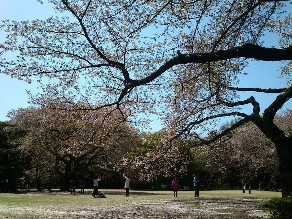 新宿御苑景点图片