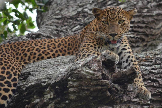 Yala Safaris - Private Tours-蒂瑟默哈拉默必去景点