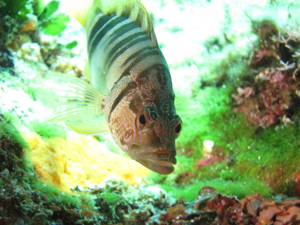 Krill Diving Club ASD-San Bartolomeo al Mare必去景点