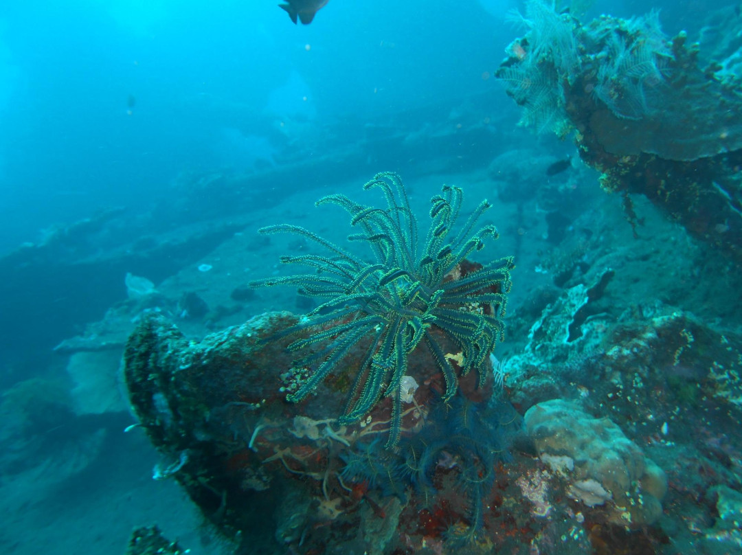 USS 自由号沉船-图兰本必去景点