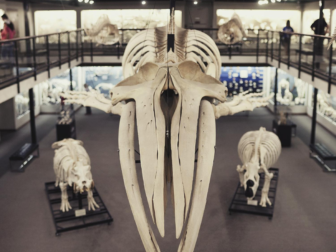 骨学博物馆-俄克拉何马城必去景点