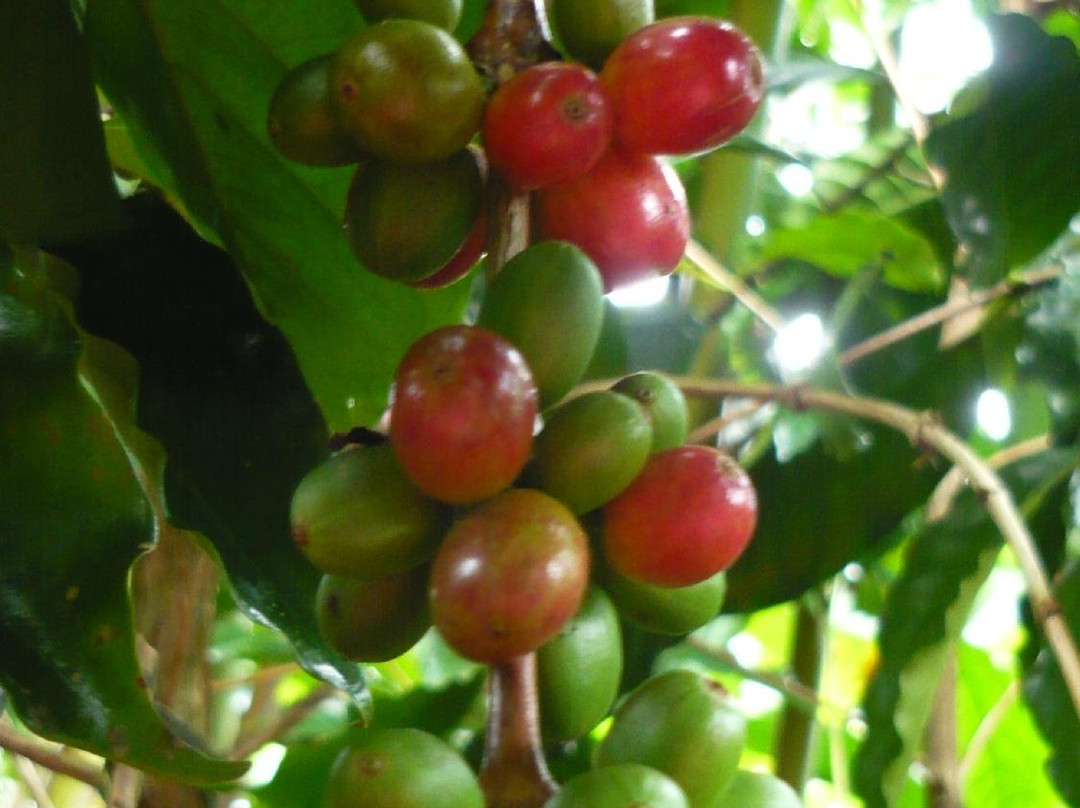 Oka Agro Wisata景点图片