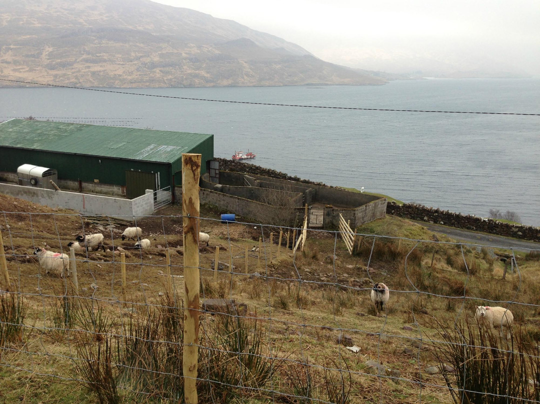Killary Sheep Farm景点图片