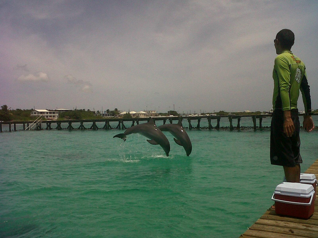 Dolphin Discovery Anguilla-Blowing Point必去景点