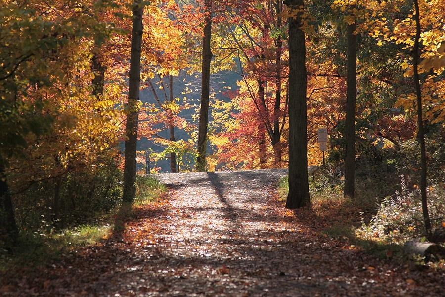 Rockefeller State Park Preserve景点图片