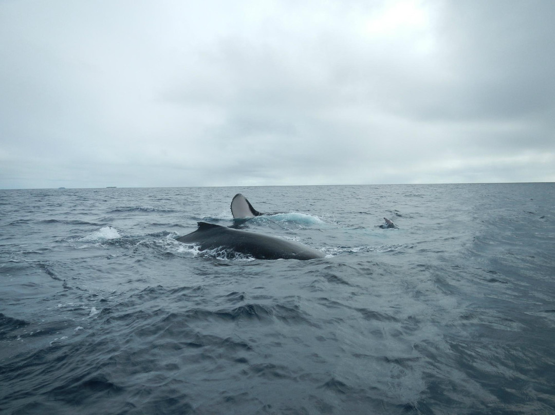 Ha'apai Whale and Sail Ltd-Uoleva Island必去景点