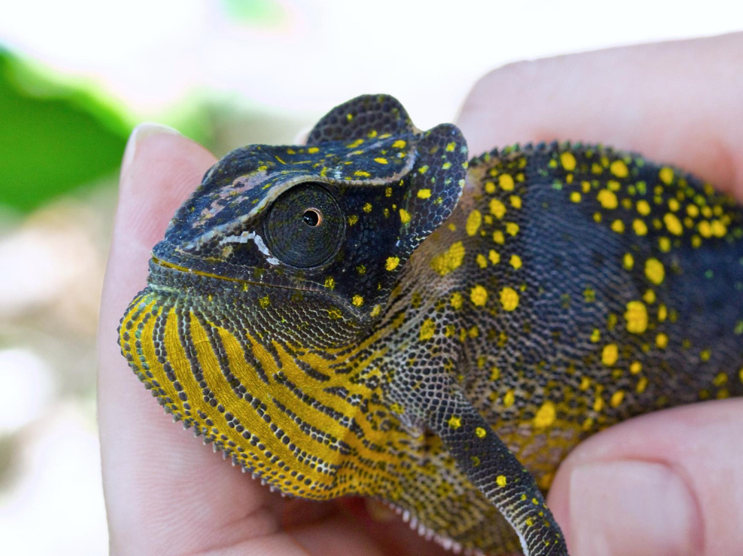 Zanzibar Land Animal Park (ZALA)-桑给巴尔岛必去景点