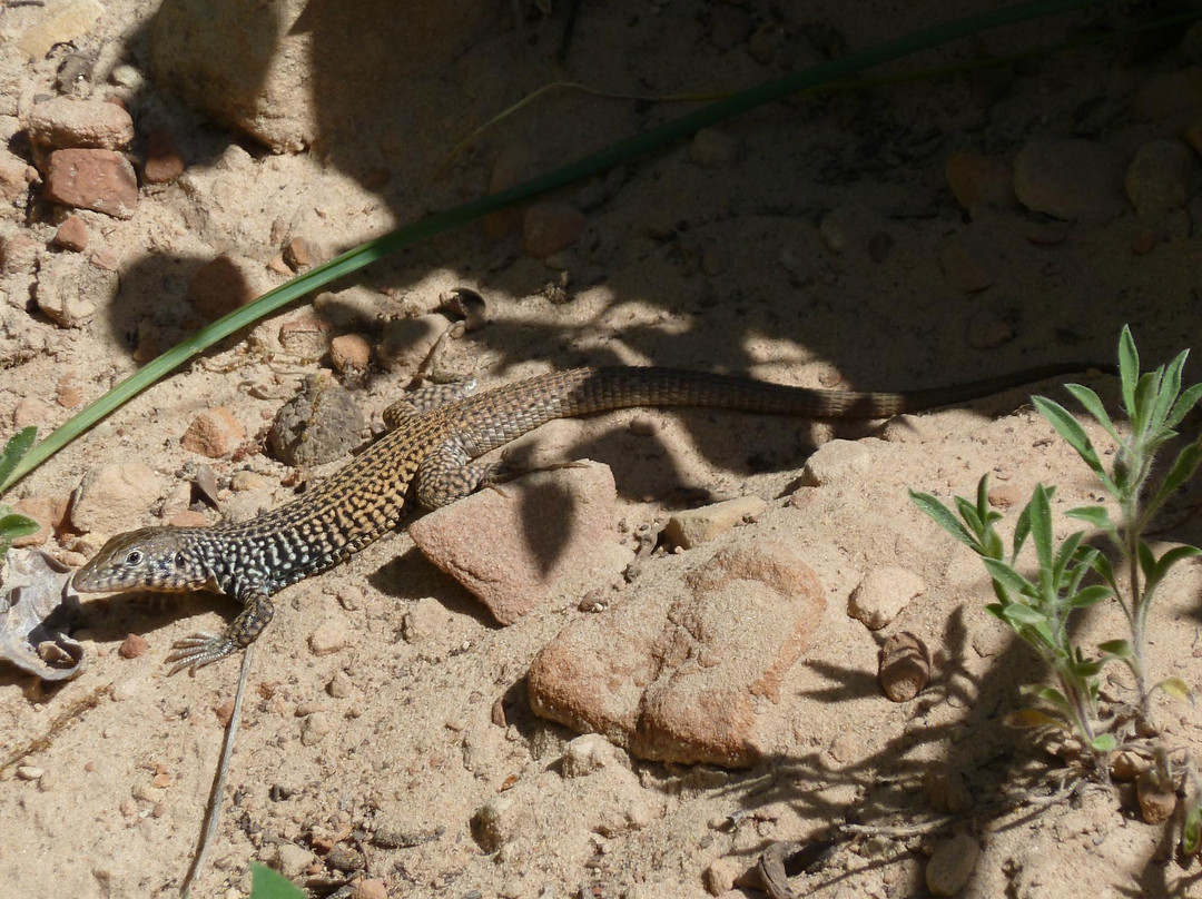 Sand Bench Trail-锡安国家公园必去景点
