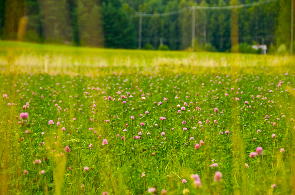 Natura Viva: Nuuksio Forest Lake Trail-赫尔辛基必去景点