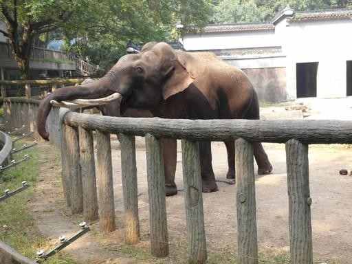 杭州动物园-杭州市必去景点