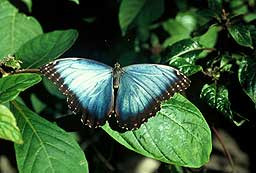 克莱尔蝴蝶中心-休斯顿必去景点