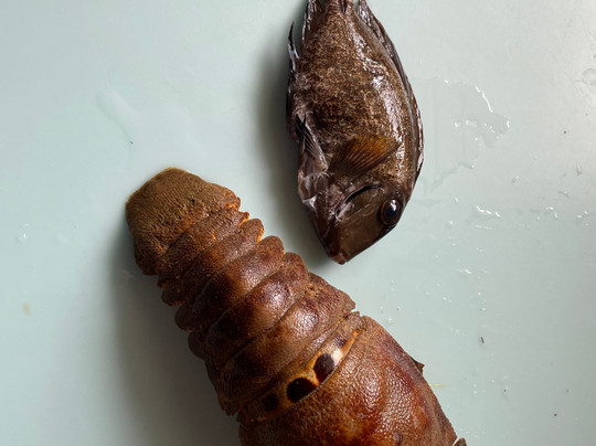 Spearfishing Rincon Puerto Rico-吕康必去景点